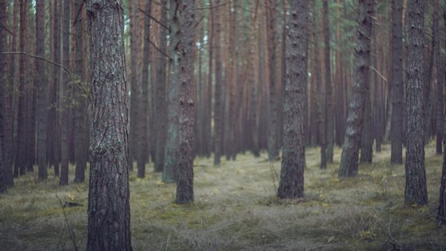 Cours gratuits sur l’environnement et le développement durable (Objectif 2030 MOOC)