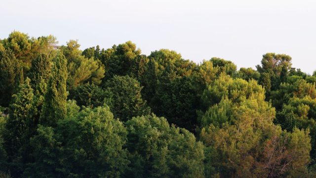 Streuobstwiese am Kohlhof – Wild- und Heilkräuter im Herbst