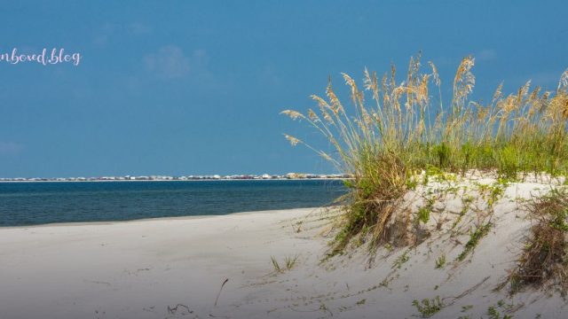 Homeschool Marine Biology Camp