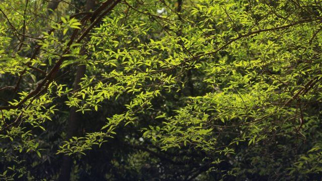 Harvard Environmental Fellows Program 2027