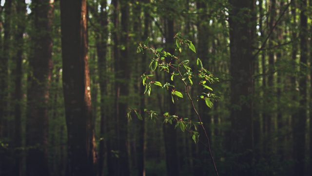 Protección y Gestión de Riesgos Medioambientales en la Comunidad Educativa