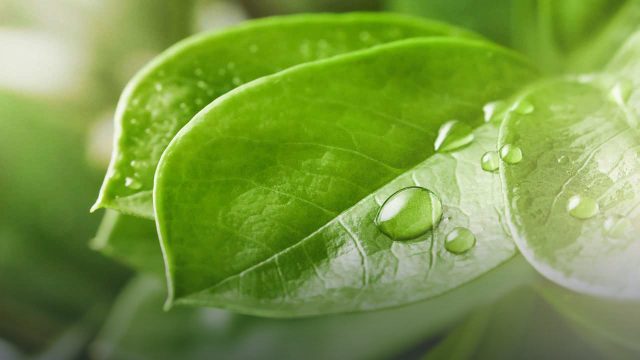 Nanotecnología en la Agricultura del Futuro: Diseño y Desarrollo de Nanoherbicidas Inteligentes