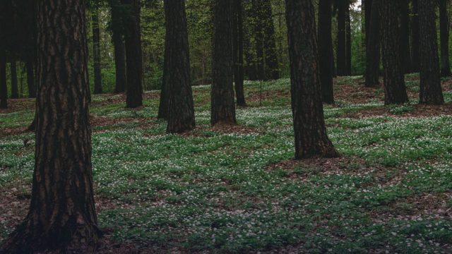 Nordic and Baltic Solutions on Food Security