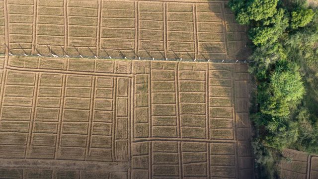 Aplicações de IA na Agricultura: Inovação e Digitalização