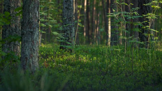 Congresso Cultural Ecosystem Services and Biocultural Heritage: Connecting Nature and Culture for a Sustainable Future