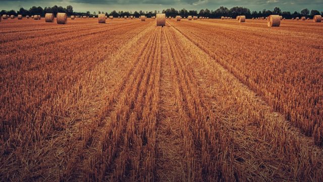 Robert E. Moser Agricultural Scholarship