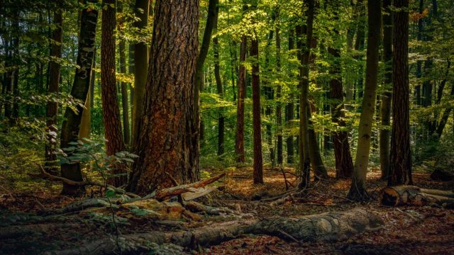 Mohamed bin Zayed Species Conservation Fund Grant