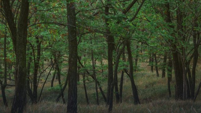 City of Toronto Black-Led Climate Action Grants