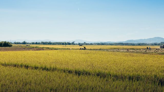 Waimate Agricultural Trust Grants