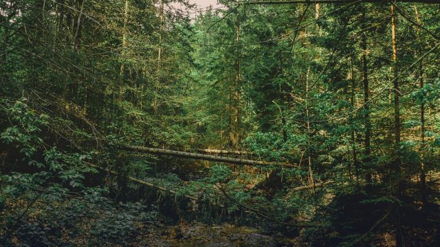 ABCD Future Environmental Leaders Scholarships 2027 in Germany for PhD Students from Developing Countries