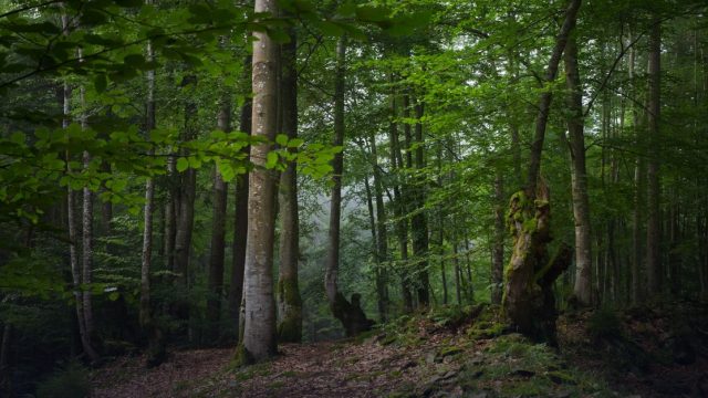 Unpacking freshwater’s role: Climate mitigation measures in land systems