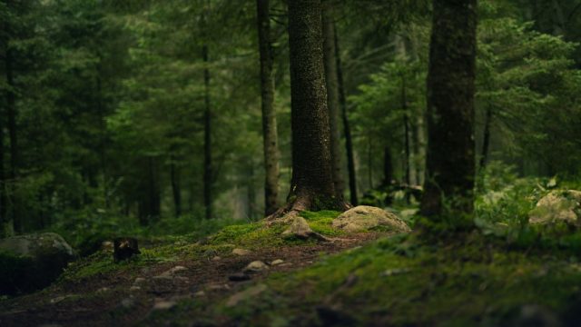 Volunteer Opportunity in Greece 2026 in Sustainability