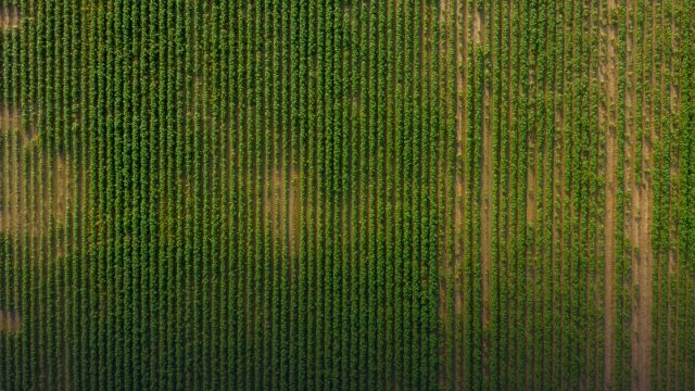 Florida Farm to School Essay Contest