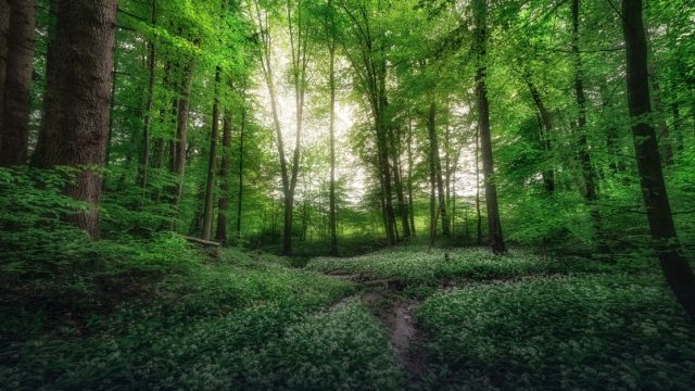 International Blue Carbon Institute Fellowship 2026