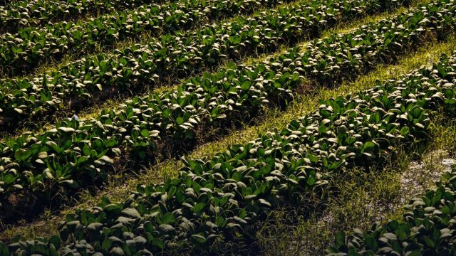 NCI Summer Ag Academy